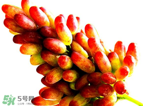 美人指葡萄多少錢(qián)一斤？美人指葡萄是轉(zhuǎn)基因嗎？