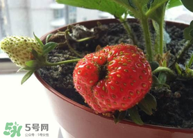 七月份有草莓嗎？7月份有草莓嗎？