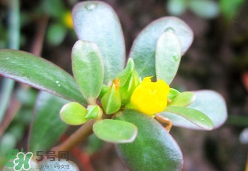 馬蜂菜治什么?。狂R蜂菜的功效與作用
