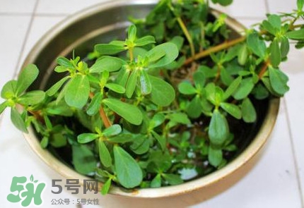 馬蜂菜治什么??？馬蜂菜的功效與作用