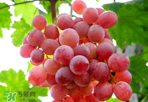 紅提變軟了還能吃嗎？紅提變軟是不是壞了？