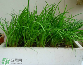 6月份能種韭菜嗎？ 6月份能種韭菜種子嗎？