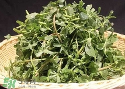 馬蜂菜孕婦可以吃嗎？孕婦能吃馬蜂菜嗎