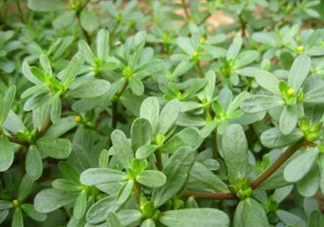 馬蜂菜治什么??？馬蜂菜的功效與作用