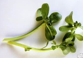 馬蜂菜有毒嗎？馬蜂菜有什么好處