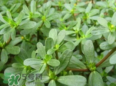 馬蜂菜跟什么相克？什么人不能吃馬蜂菜？