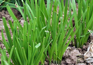 6月份能種韭菜嗎？ 6月份能種韭菜種子嗎？