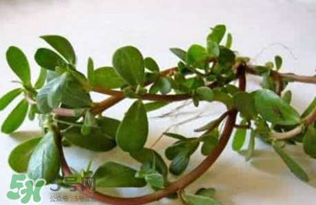 馬蜂菜跟什么相克？什么人不能吃馬蜂菜？