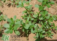 馬蜂菜治什么??？馬蜂菜的功效與作用