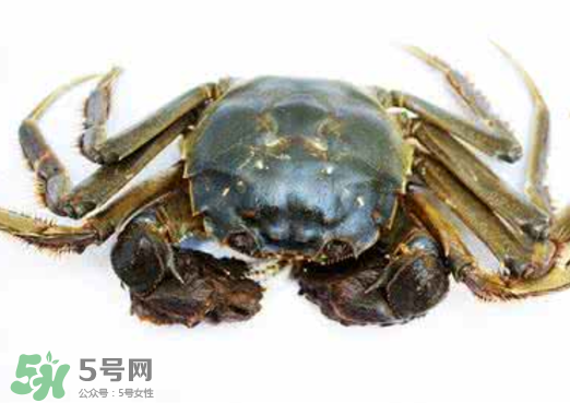 黃浦江邊為什么會出現(xiàn)大閘蟹？黃浦江岸邊驚現(xiàn)大閘蟹