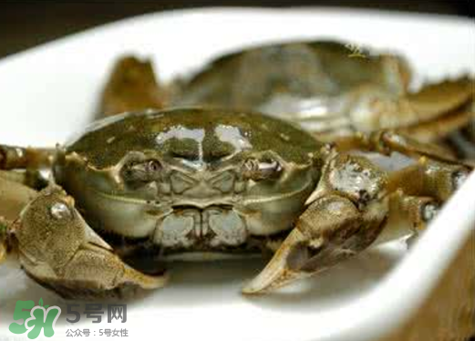 黃浦江邊為什么會出現(xiàn)大閘蟹？黃浦江岸邊驚現(xiàn)大閘蟹