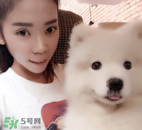 薩摩耶多少錢一只？小薩摩耶多少錢一只？