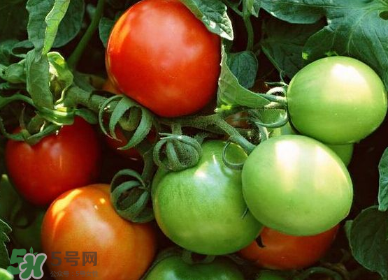 青西紅柿放紅了能吃嗎？青西紅柿放熟了能吃嗎？