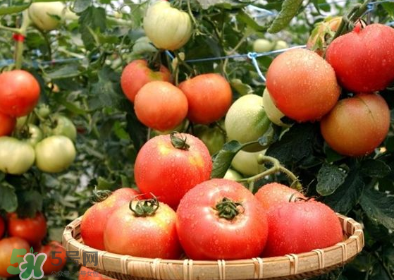 青西紅柿放紅了能吃嗎？青西紅柿放熟了能吃嗎？
