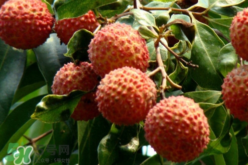 增城荔枝多少錢一斤？增城荔枝哪里的最好吃