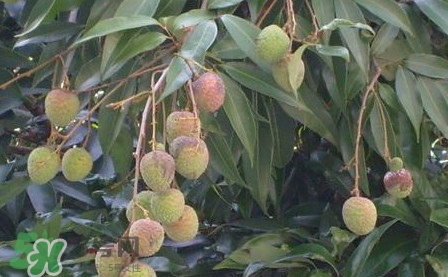 黑葉荔枝有什么特點(diǎn)？黑葉荔枝的功效