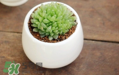 多肉植物怎么養(yǎng)？多肉植物多久澆一次水
