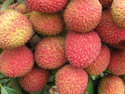 一顆掛綠荔枝樹(shù)大概產(chǎn)量多少？掛綠荔枝與妃子笑荔枝區(qū)別