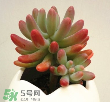 多肉植物能吃嗎？多肉植物哪些可以吃