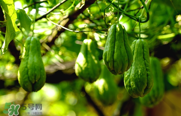 佛手瓜是涼性還是熱性？佛手瓜是什么樣子？