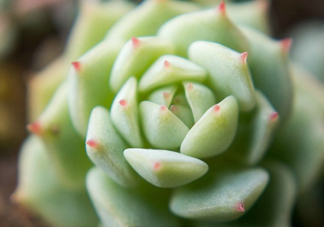多肉植物能吃嗎？多肉植物哪些可以吃