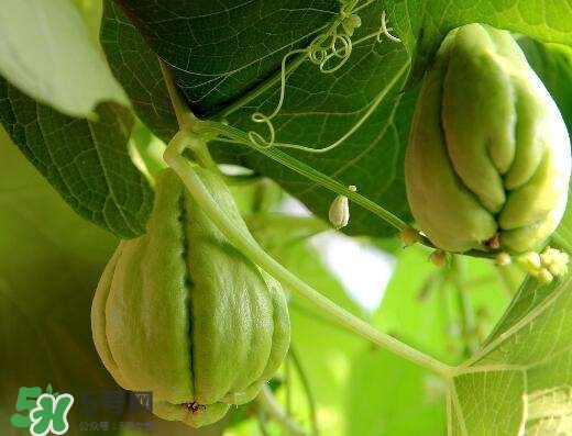 佛手與佛手瓜有什么區(qū)別？佛手與佛手鉗有什么區(qū)別