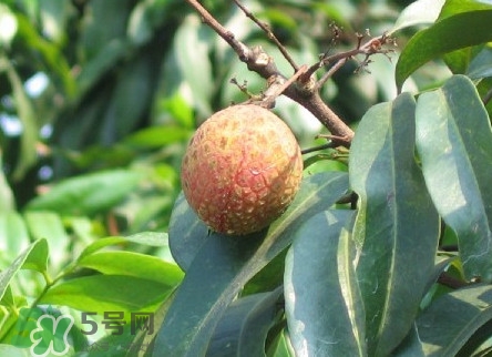 增城掛綠荔枝最貴多少錢？掛綠荔枝和普通荔枝有什么區(qū)別