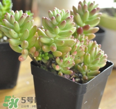 多肉植物能吃嗎？多肉植物哪些可以吃