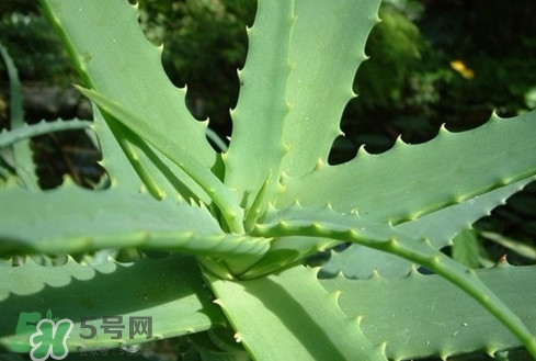 多肉植物能吃嗎？多肉植物哪些可以吃