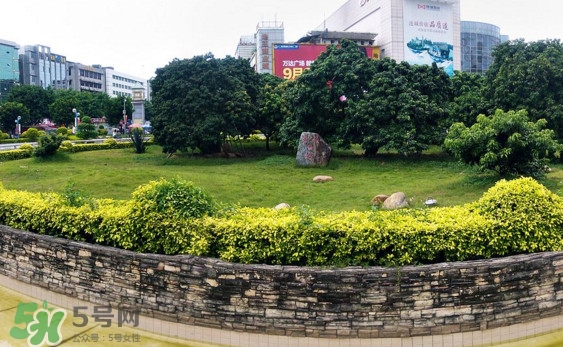 掛綠荔枝為什么這么出名？掛綠荔枝的由來(lái)和傳說(shuō)