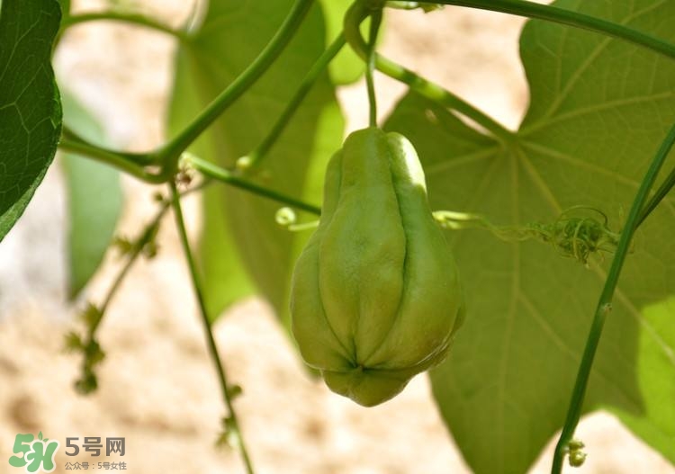 佛手瓜發(fā)芽了可以吃嗎？佛手瓜怎么吃？