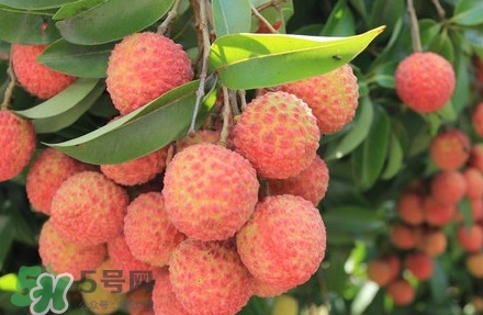 黑葉荔枝有什么特點(diǎn)？黑葉荔枝的功效