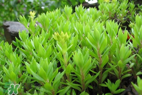 多肉植物能吃嗎？多肉植物哪些可以吃