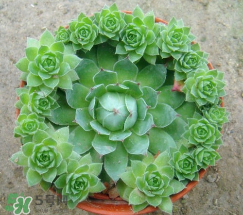多肉植物能吃嗎？多肉植物哪些可以吃