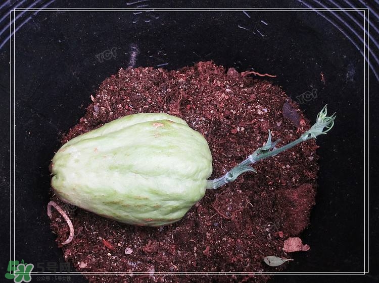 佛手瓜發(fā)芽了可以吃嗎？佛手瓜怎么吃？
