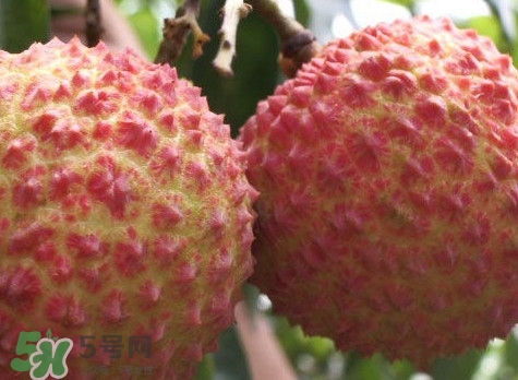 增城哪里可以摘荔枝？增城哪里有荔枝摘