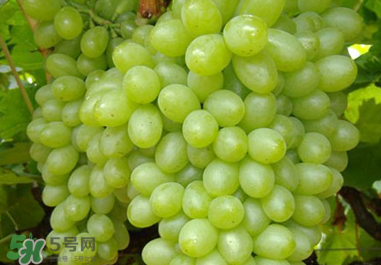 青提是轉基因嗎？青提怎么挑？