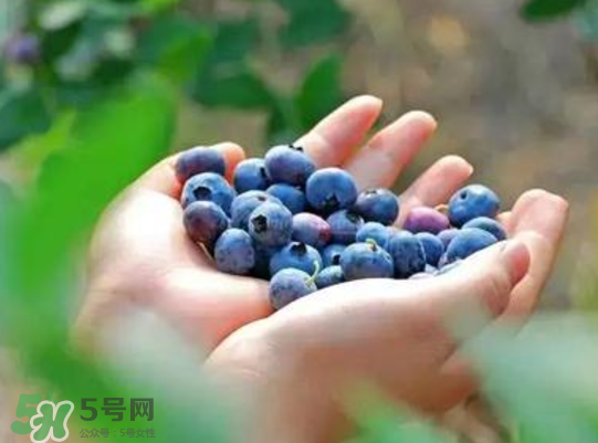 藍莓和楊梅能一起吃嗎？藍莓和楊梅可以一起泡酒嗎？