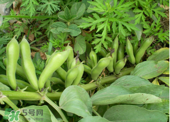 夏天可以種什么蔬菜？夏天適合種什么蔬菜？