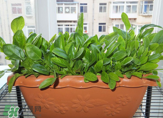 夏天可以種什么蔬菜？夏天適合種什么蔬菜？