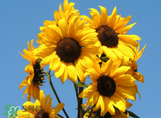 夏天可以種向日葵嗎？向日葵夏天能種嗎？