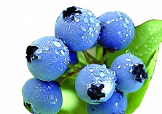 藍(lán)莓和楊梅能一起吃嗎？藍(lán)莓和楊梅可以一起泡酒嗎？