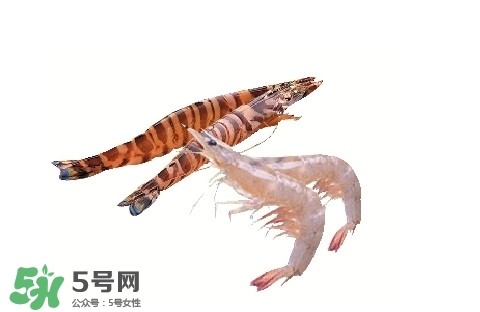 竹節(jié)蝦多少錢一斤？2017竹節(jié)蝦價格