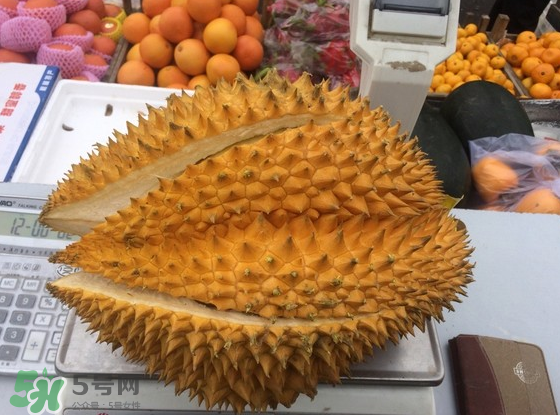 托曼尼榴蓮怎么才是熟？托曼尼榴蓮怎么看生熟？