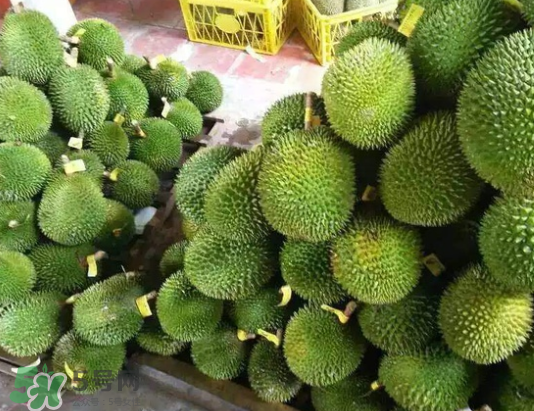 托曼尼榴蓮多少錢？托曼尼榴蓮是哪里的？