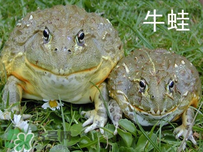 牛蛙什么時候最好吃肉最多？牛蛙幾月份的最好吃？
