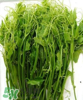 龍須菜有幾種？龍須菜多少錢一斤？