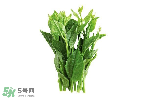 龍須菜有幾種？龍須菜多少錢一斤？