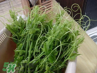 龍須菜是什么菜？龍須菜怎么吃？