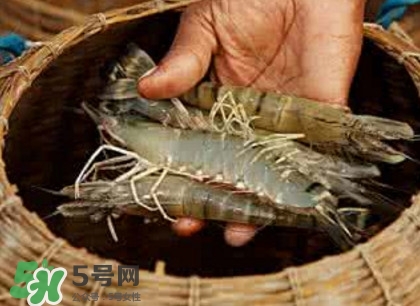 竹節(jié)蝦多少錢一斤？2017竹節(jié)蝦價格